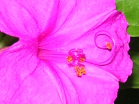 写真「オシロイバナ〔白粉花〕の花」